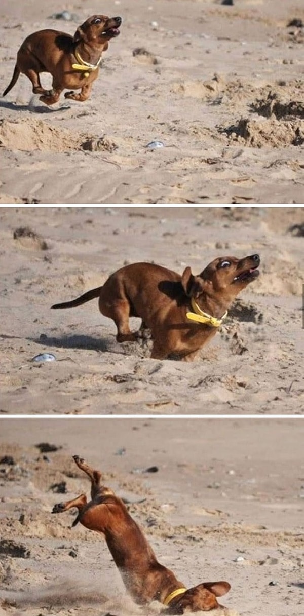 19. И еще фото про грациозность собак