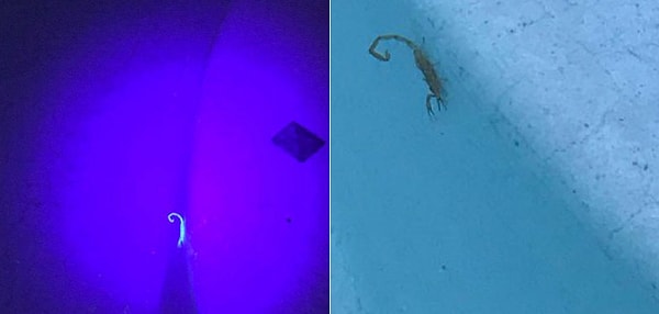 10. И ещё один житель пустыни (скорпион) тоже пал смертью храбрых и залез в бассейн!