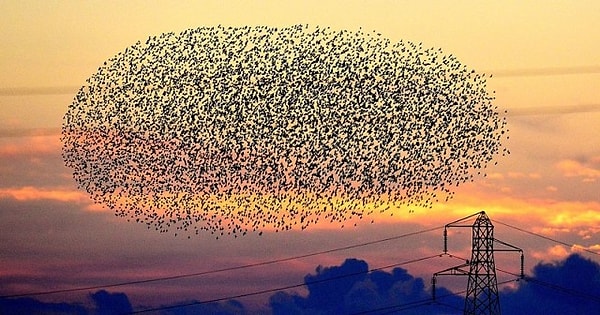 9. Танец скворцов (мурмурация)