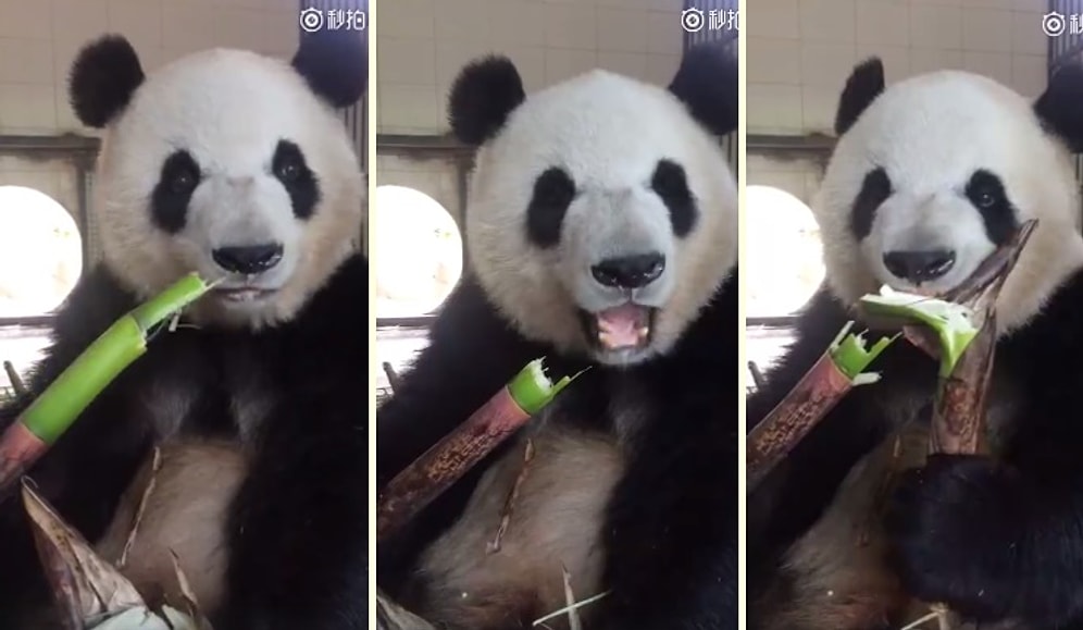 İzlemesi Aşırı Keyifli Şeylerde Bugün: Kütür Kütür Bambu Ağacı Yiyen Panda