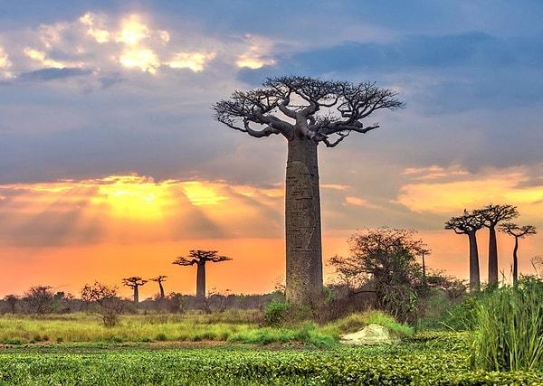 1. Baobab Ağacı (Adansonia)