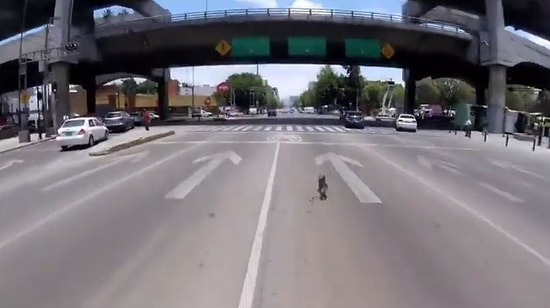Trafiğin Ortasına Dalıp Dostunun Ömründen Ömür Yiyen Yaramaz Köpek