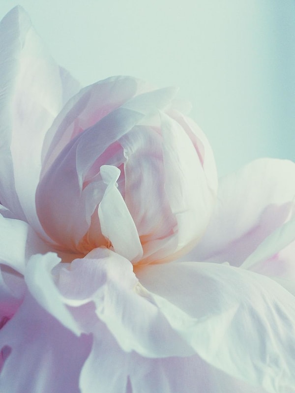 13. Фото: Юлия Сметанина. Второе место в категории «Цветы»