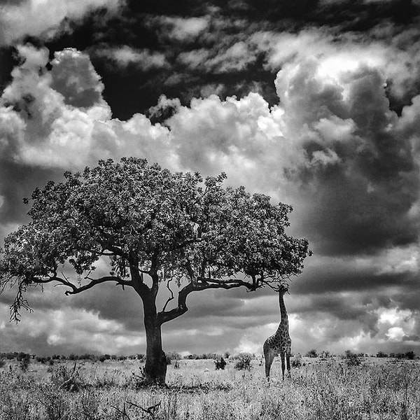 15. Фото: Шуо Ли. Третье место в категории «Животные»