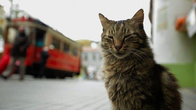 18. Mis gibi İstanbul manzarası, bol bol pati, bi' sürü ıslak pembe burun, karizmatik ve aynı zamanda minnoş olabilen pisiler... Figen'in önerisi "Kedi (2016)"
