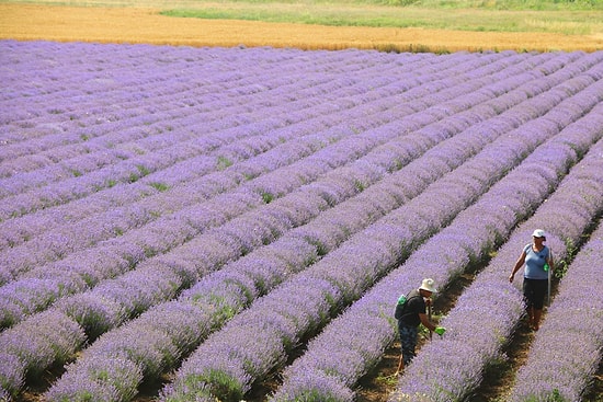 Bulgaristan'ın Mor Bahçelerine Bir Kez Daha Hayran Kalacağımız 8 Fotoğraf