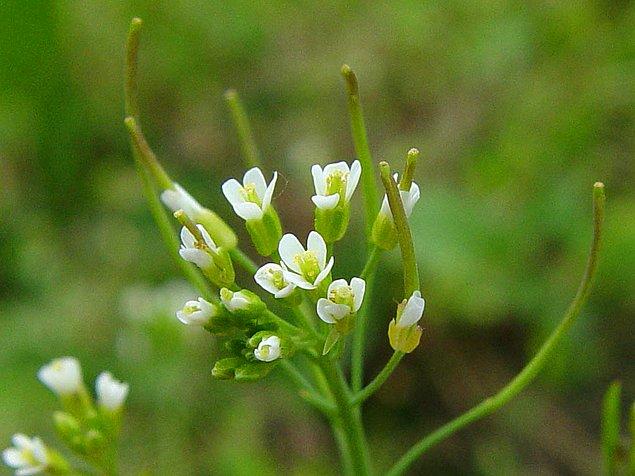Arabidopsis thaliana üzerinde yapılan bu çalışmaya göre, bitkinin toksik yağlar ürettiği ve bu şekilde avcılarını uzaklaştırmaya çalıştığı belirlenmiş.