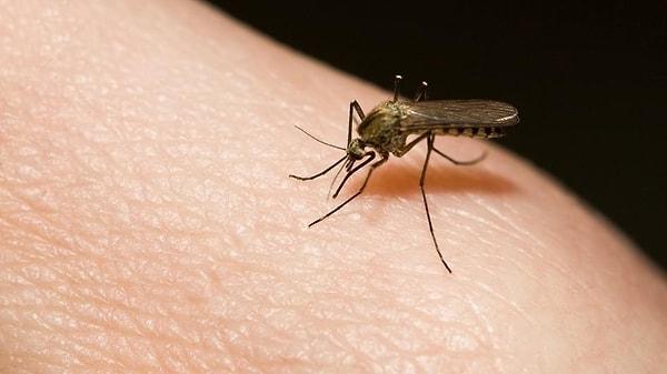 3. Bir sivrisinek kovucu testi esnasında örnek olarak kullanılan bir Victoria Secret parfümünün test edilen sinek kovucudan daha etkili olduğu ortaya çıktı.