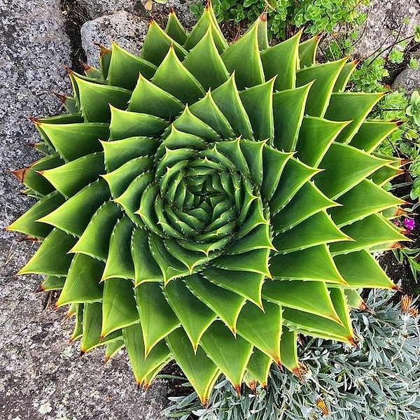 12. Идеальная симметрия от самой природы