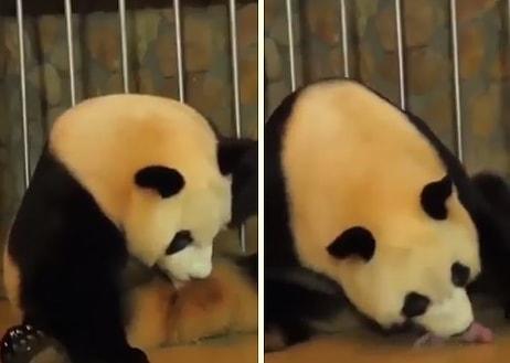 Dünyanın En Sevimli Anlarından Birisi: Panda Doğumu