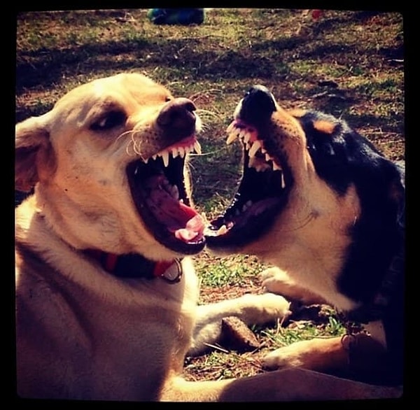 23. Схватка не на жизнь, а на смерть!