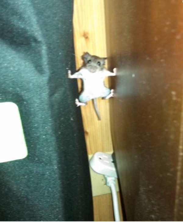 4. Сонная мышка 🐭