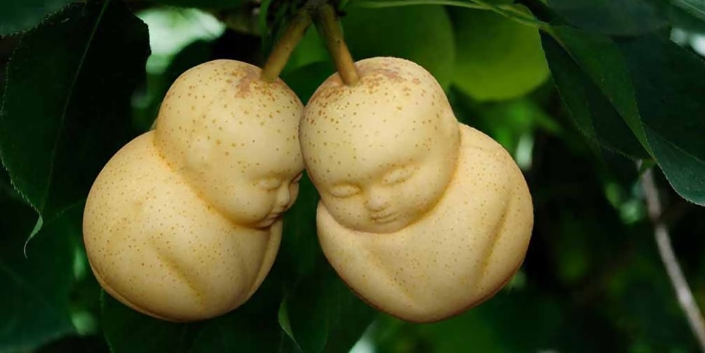 Груши в форме Будды и тыква-Трамп: что еще выращивают предприимчивые китайцы?