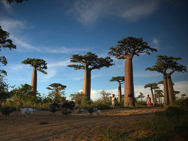 15. Avenue of the Baobabs, Madagaskar