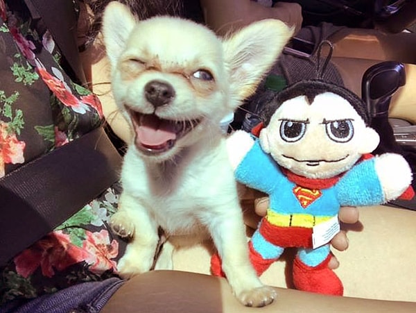 5. Мы надеемся, что у щенка и его хозяйки, которая сбежала от насилия в отношениях, все будет хорошо.