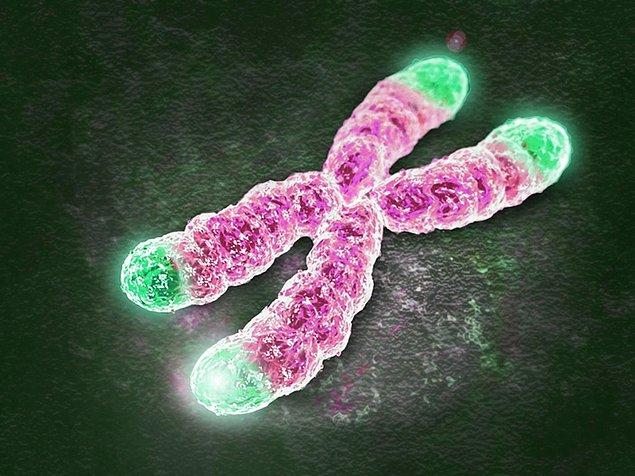 Telomerin ne olduğunu şöyle özetleyelim: Kromozomların en sonunda bulunan DNA parçaları telomer olarak adlandırıyor.