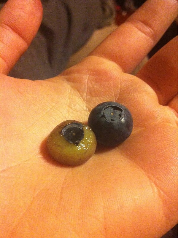 13. Как вообще можно очистить ягодку голубики?