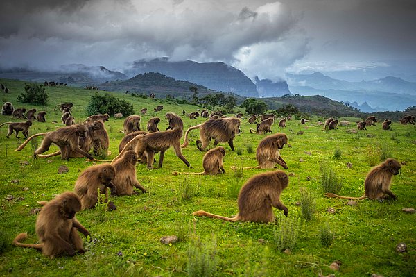 18. Simien Dağları, Etiyopya