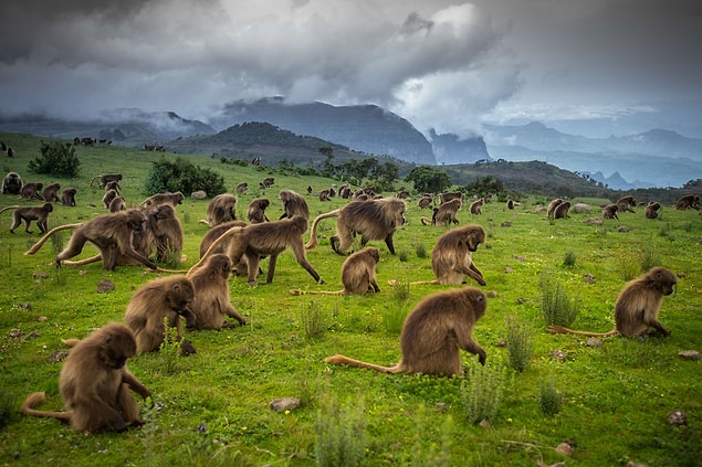 18. Simien Dağları, Etiyopya