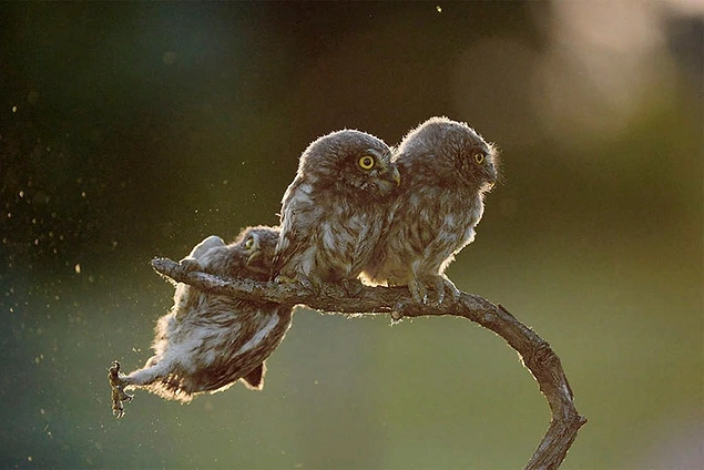 Две совы делают вид, что не знают своего неуклюжего товарища, который потерял опору. Венгрия
