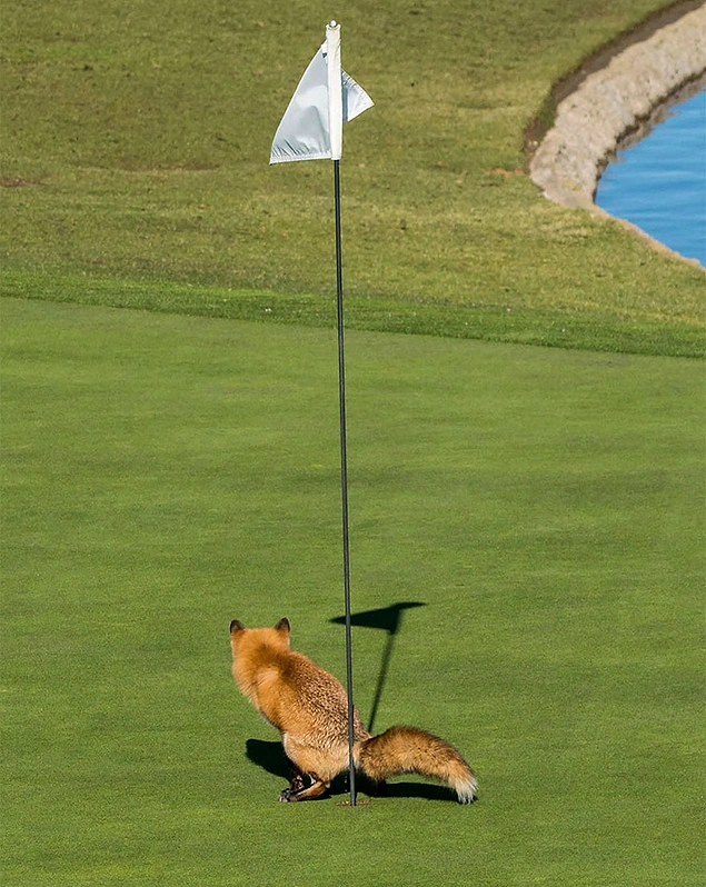 Очень дерзкая лисица гадит на поле для гольфа. США