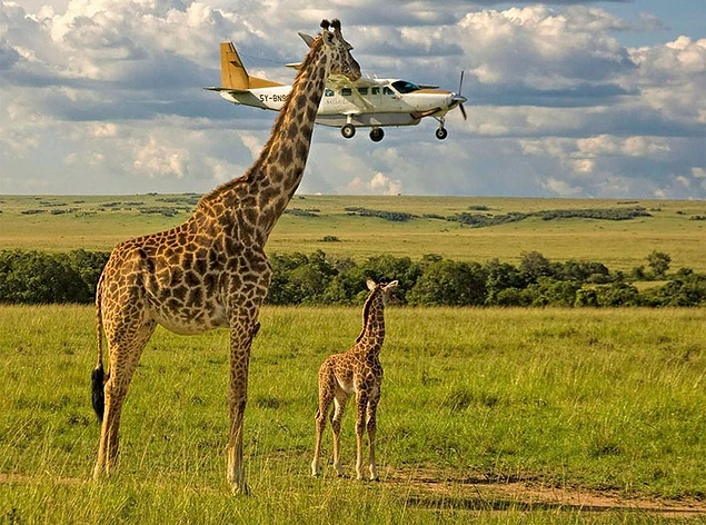 Проверка ремней безопасности. Жирафы — лучшие контролеры авиации. Кения