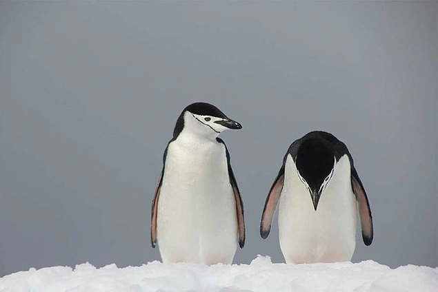 "Я знаю, что ты наделал". Угрюмый пингвин смотрит на понурого товарища. Антарктика