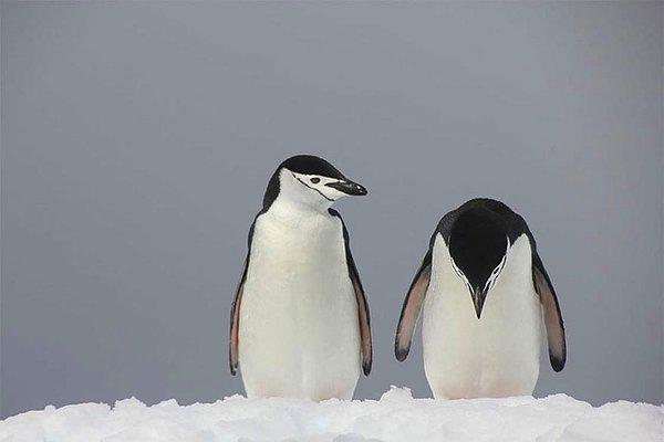 11. Başını öne eğip özür dilemeyi bilen penguen