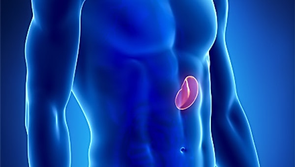 10. За что отвечает селезенка?