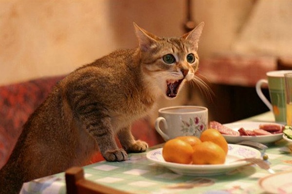 4. Перед проведением эксперимента ученые сделали анализ крови волонтеров и проверили в ней уровень глюкозы.