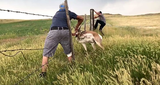 Dikenli Tellere Takılan Antilobu Kurtaran Güzel İnsanlar