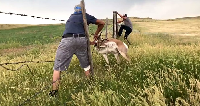Dikenli Tellere Takılan Antilobu Kurtaran Güzel İnsanlar