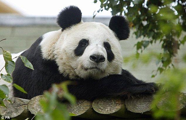 Dünya üzerinde sadece 3.900 kaplan var ve dev panda nüfusu 1.864 ile sınırlı.