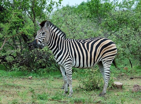 Rapordaki ender iyi haberlerden biri Afrika çayırlarında yaşayan hayvan popülasyonun 2004 yılından bu yana gösterdiği artış.