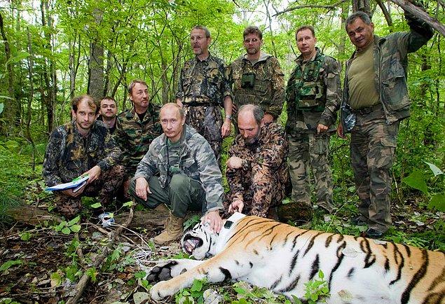 8. Putin'in hayvanlara olan ilgisi çok büyük, Doğu Siberya'da bulunan Barabash kaplan koruma parkında bir kaplanın çiplenmesine yardım etmişti, 2010.