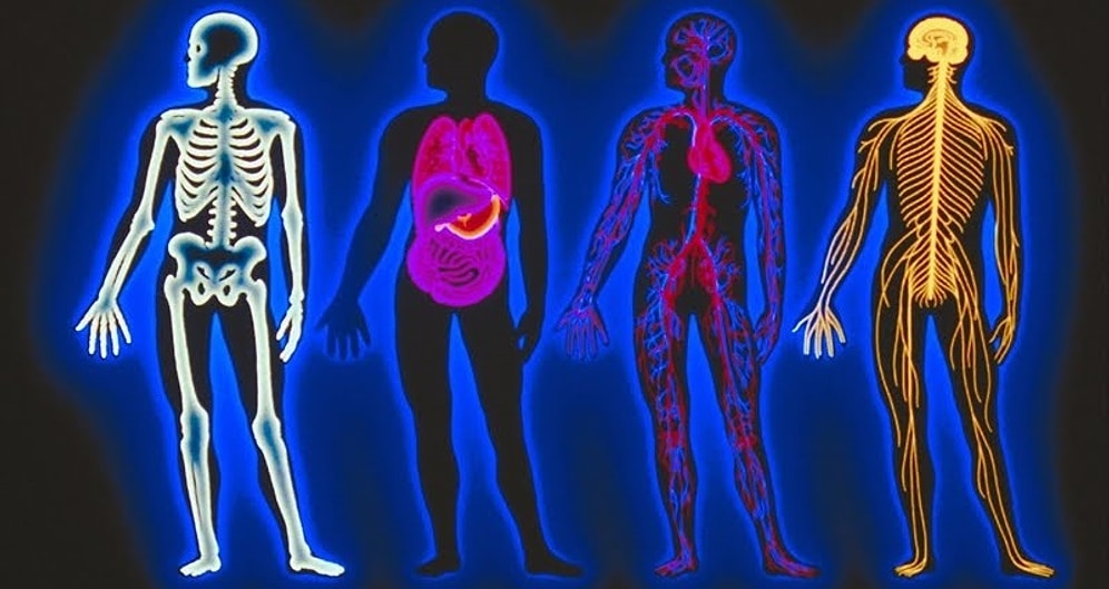 Тест на знание человеческого тела: способны ли вы ответить на все вопросы правильно?