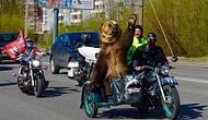 В России возможно все - даже медведи, разъезжающие на мотоциклах