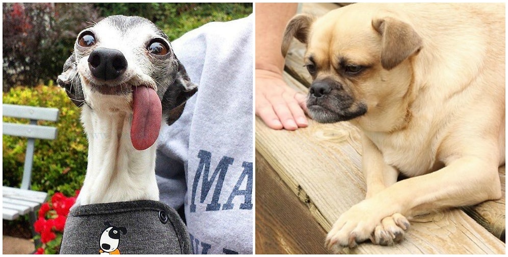 20 уморительно неуклюжих собак: поднимите себе настроение на весь день!