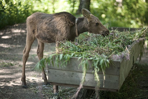 7. Сумароковская лосиная ферма, Костромская область