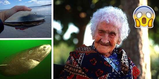 Daha İlk Maddesinde ‘Bizim Ömrümüz de Ne Kısaymış!’ Diye Hayıflanacağınız İlginç Bilgiler