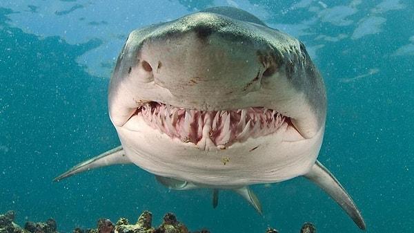 11. Kaplan köpek balığı, diğer adıyla 'okyanusun çöp kutusu' gerçek anlamda önüne gelen her şeyi mideye gömer.