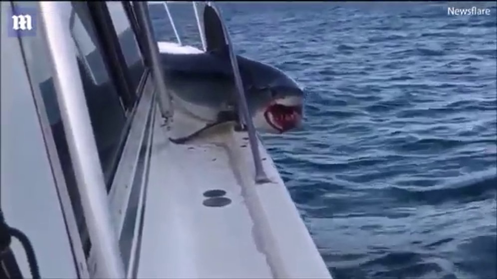 Balıkçı Teknesine Sıkışan Köpek Balığının Çaresiz Kaldığı Anlar