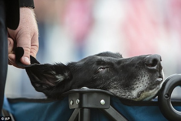 9. «Изначально я просто хотел взять джип напрокат в салоне на день и устроить небольшое прощание или парад для него, потому что он заслужил все это», - говорит ДеЯнг.