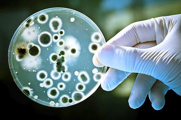 Bilindiği üzere bakterilerin direnç geliştirmeye başlamasından dolayı antibiyotiklerin etkisi oldukça azalmış durumda.