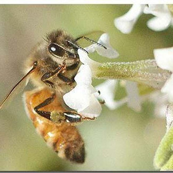 9. Еще один ужас книдофобов (боязнь жалящих насекомых) - это африканизированные пчелы