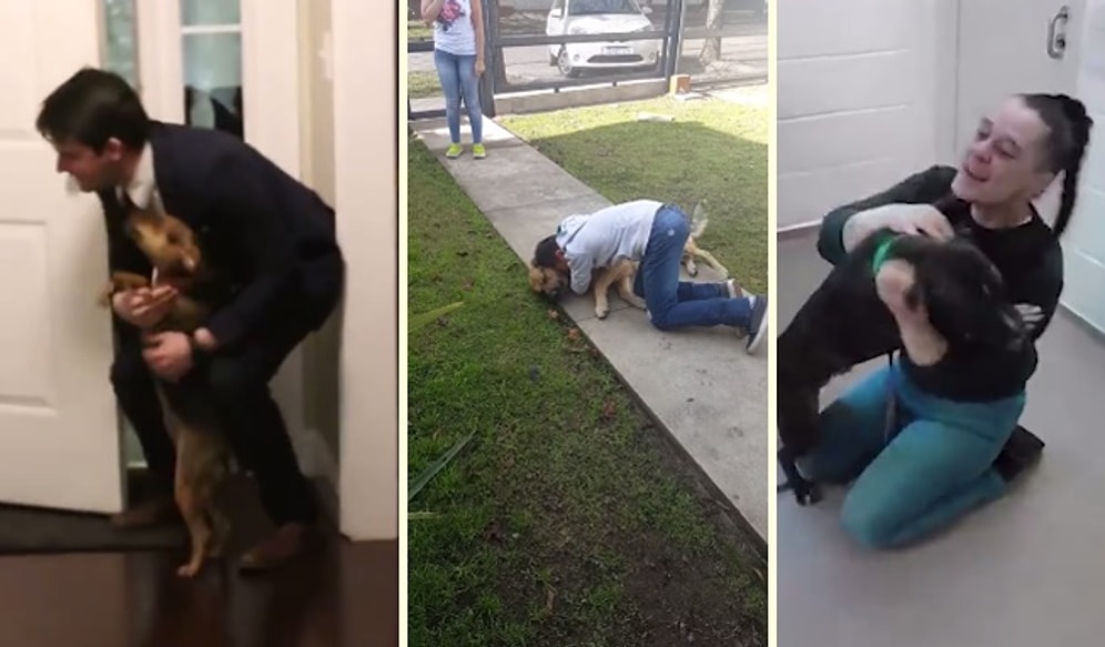 Dostlarıyla Uzun Bir Aradan Sonra Karşılaşan Köpeklerin Duygulandıran Tepkileri