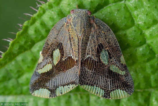 4 Dişli Ağzıyla Bitkilerin Özünü Emerek Beslenen ve Doğu Karadeniz'i İstila Eden Vampir Kelebek!