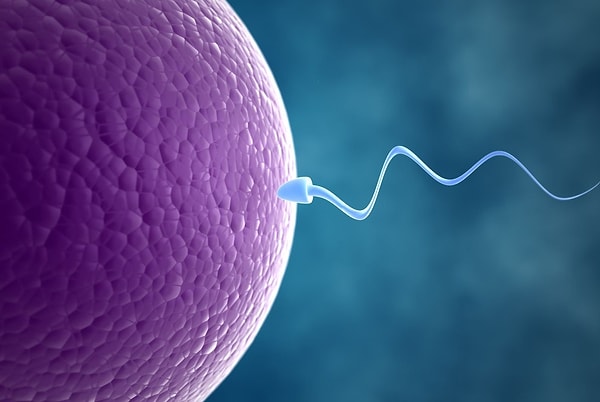 2. За последние 40 лет количество сперматозоидов у европейских мужчин снизилось на 50%.