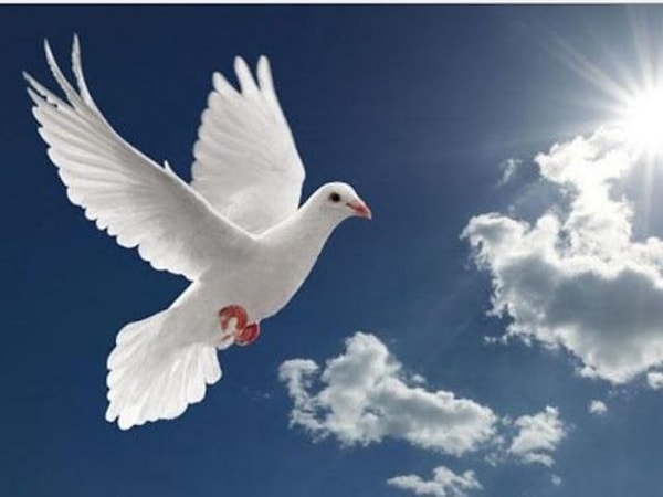 У вас зрение голубя!