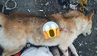 Konya'da Bir Köpek 'Dişi Köpeğe Yaklaştığı İçin' Tabanca ile Vurularak Öldürüldü